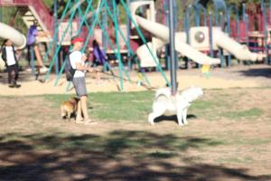 IMG_8638 - Copy