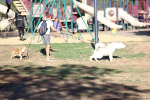 IMG_8640 - Copy